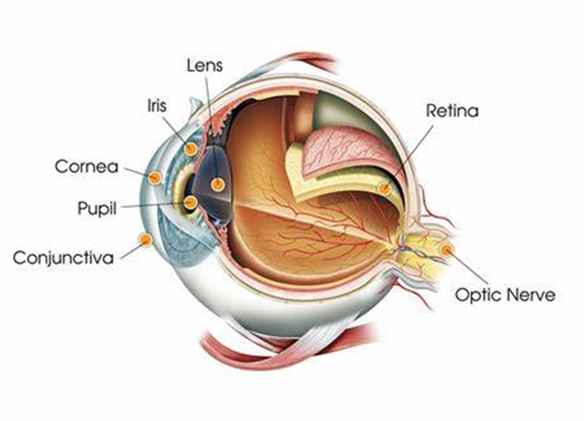 Anatomi Mata Manusia dan Fungsinya