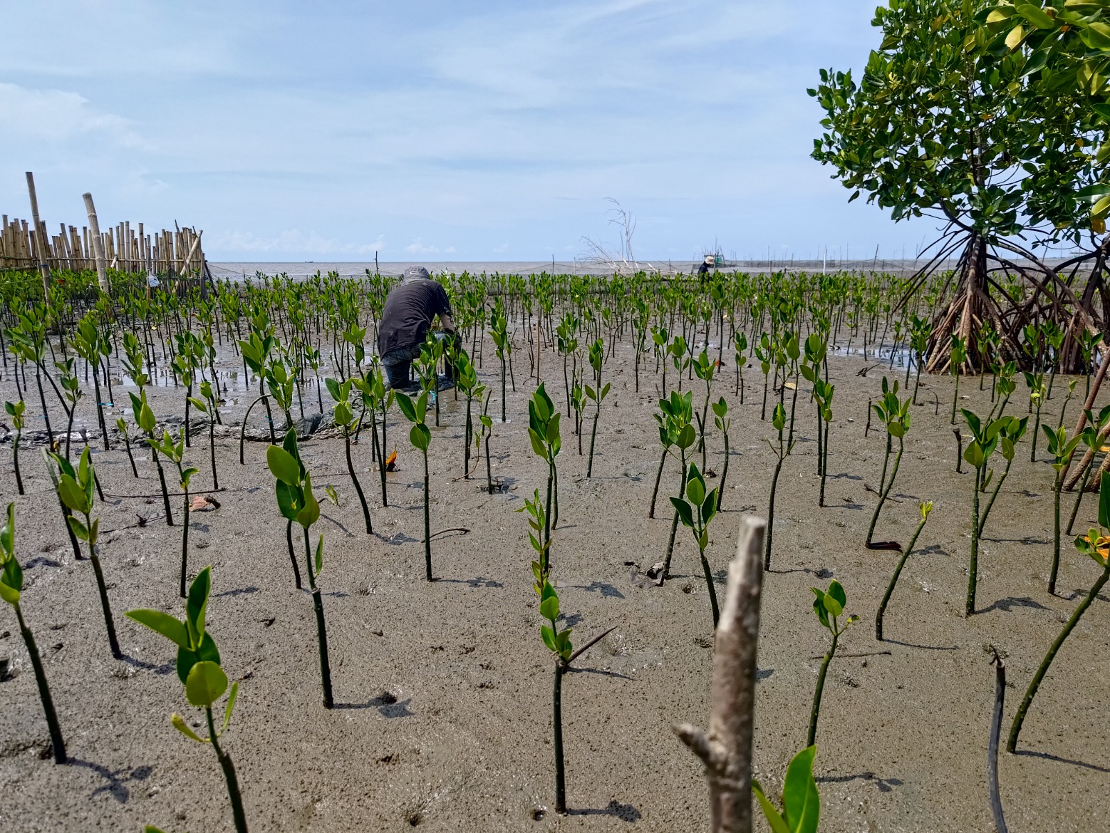 Yayasan Konservasi Laut (YKL) Indonesia yang didukung Yayasan Keanekaragaman Hayati (KEHATI) bersama dengan masyarakat mengembangkan lokasi pembelajaran rehabilitasi ekosistem mangrove di kawasan wisata mangrove Lantebung, Kelurahan Bira, Kecamatan Tamalanrea Kota Makassar