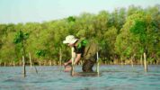 KALLA Dukung Peningkatan Ekosistem Mangrove di Indonesia Melalui CSR